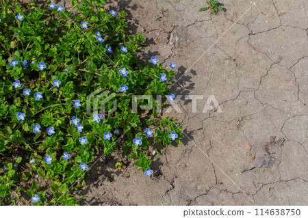 Closeup on the brlliant blue flowers of germander speedwell, Veronica chamaedrys 114638750