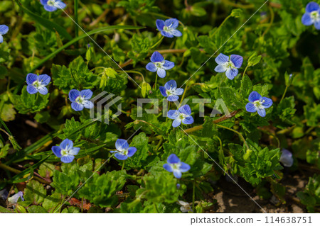 Summer background with blue flowers veronica chamaedrys. Blue flower bloom on green grass, spring background Summer background with blue flowers veronica chamaedrys. Blue flower bloom on green grass, spring background 114638751
