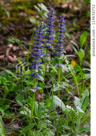A closeup shot of blue flowers of Ajuga reptans Atropurpurea in spring 114638752