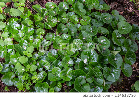Shiny green foliage from wild ginger plants, Asarum europaeum 114638756