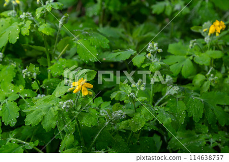 Greater Celandine, yellow wild flowers, close up. Chelidonium majus is poisonous, flowering, medicinal plant of the family Papaveraceae. Yellow-orange opaque sap of Tetterwort plant cures warts Greater Celandine, yellow wild flowers, close up. Chelidonium majus is poisonous, flowering, medicinal plant of the family Papaveraceae. Yellow-orange opaque sap of Tetterwort plant cures warts 114638757