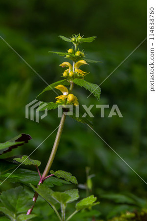 Yellow Archangel, Galeobdolon luteum or Lamium galeobdolon, detail of inflorescence. 114638760