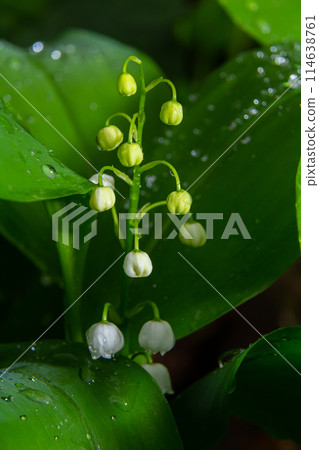 Convallaria majalis. Lily of the valley blooming in the spring forest Convallaria majalis. Lily of the valley blooming in the spring forest 114638761