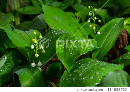 Lily of the valley, Convallaria majalis, growing wild, white fragrant flowers, detail Lily of the valley, Convallaria majalis, growing wild, white fragrant flowers, detail 114638762