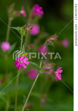 Silene dioica Melandrium rubrum, known as red campion and red catchfly, is a herbaceous flowering plant in the family Caryophyllaceae. Red campion 114638763