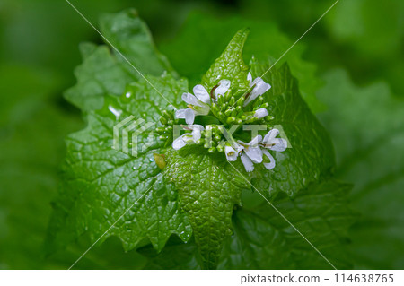 Macro closeup of medicative herb blossom Garlic mustard Alliaria petiolata Macro closeup of medicative herb blossom Garlic mustard Alliaria petiolata 114638765