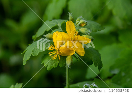 Greater Celandine, yellow wild flowers, close up. Chelidonium majus is poisonous, flowering, medicinal plant of the family Papaveraceae. Yellow-orange opaque sap of Tetterwort plant cures warts 114638768