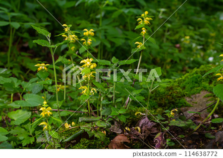 Yellow archangel plant Lamium galeobdolon with flowers and green leaves with white stripes, growing in a forest 114638772