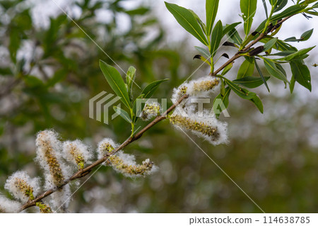Salix atrocinerea. Close-up of a jack salce branch with the mature female catkins, seeds, and leaves 114638785