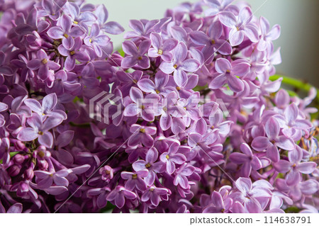 Common Lilac Syringa vulgaris blooming with violet-purple double flowers surrounded with green leaves in spring Common Lilac Syringa vulgaris blooming with violet-purple double flowers surrounded with green leaves in spring 114638791