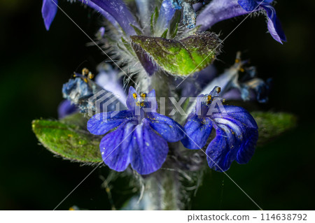 A closeup shot of blue flowers of Ajuga reptans Atropurpurea in spring A closeup shot of blue flowers of Ajuga reptans Atropurpurea in spring 114638792