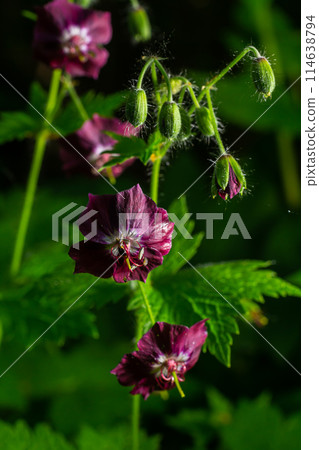 Purple and red flowers of Geranium phaeum Samobor in spring garden Purple and red flowers of Geranium phaeum Samobor in spring garden 114638794