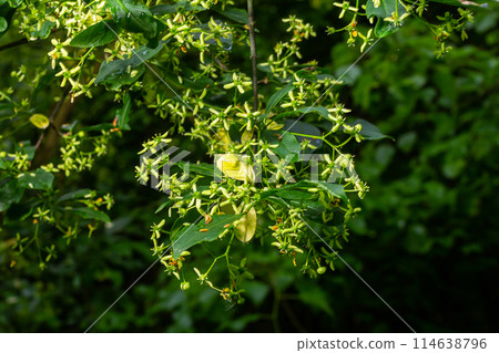 Flowering European spindle tree, Euonymus europaeus, flowering plant 114638796