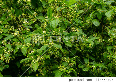 Flowering European spindle tree, Euonymus europaeus, flowering plant Flowering European spindle tree, Euonymus europaeus, flowering plant 114638797