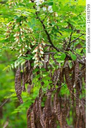 The enchanting blooms of Robinia Pseudoacacia flower. Black locust aka False acacia, flowers blooming 114638799