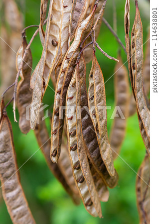 Robinia pseudoacacia, commonly known as black locust with seeds 114638801