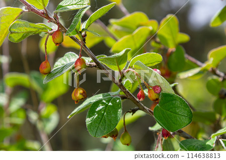 Cotoneaster integerrimus red autumn fruits and green leaves on branches, ripening hairy berries, green leaves Cotoneaster integerrimus red autumn fruits and green leaves on branches, ripening hairy berries, green leaves 114638813