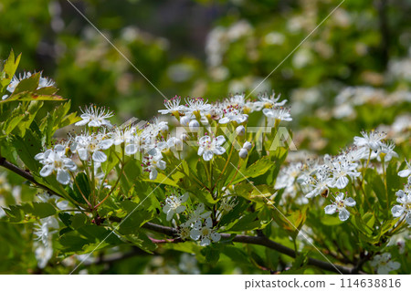 White Crataegus flowers close up in sunlight White Crataegus flowers close up in sunlight 114638816