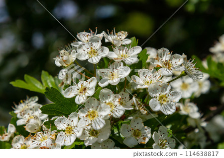 White Crataegus flowers close up in sunlight White Crataegus flowers close up in sunlight 114638817