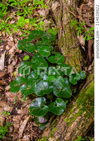 Shiny green foliage from wild ginger plants, Asarum europaeum Shiny green foliage from wild ginger plants, Asarum europaeum 114638822