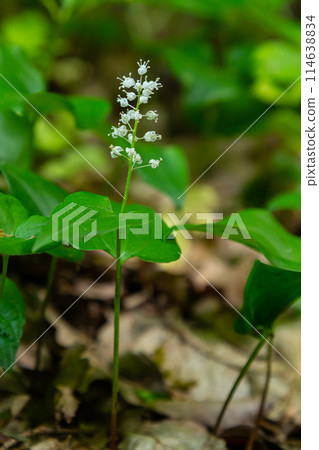 Maianthemum bifolium or false lily of the valley or May lily is often a localized common rhizomatous flowering plant. Growing in the forest Maianthemum bifolium or false lily of the valley or May lily is often a localized common rhizomatous flowering plant. Growing in the forest 114638834