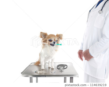 chihuahua and syringe 114639219