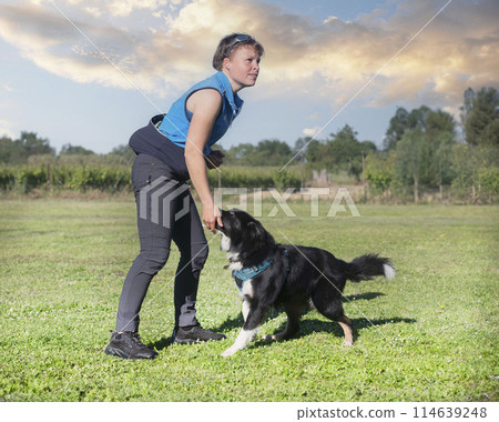 obedience training for border collie 114639248
