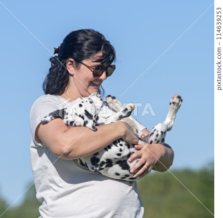 training of puppy dalmatian training of puppy dalmatian 114639253
