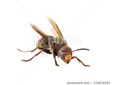 European hornet in studio European hornet in studio 114639265