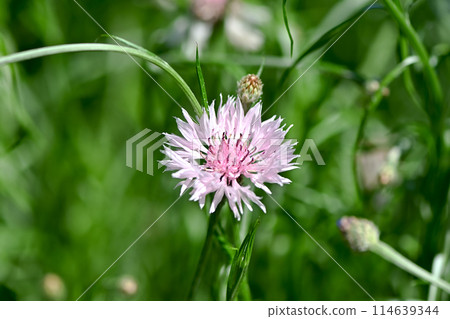 Yagurumagiku 114639344