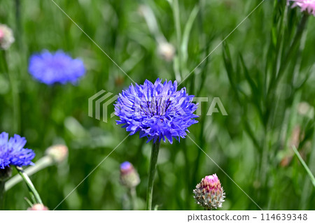 Yagurumagiku 114639348