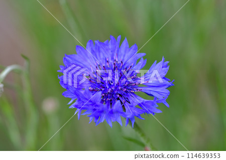 Yagurumagiku 114639353