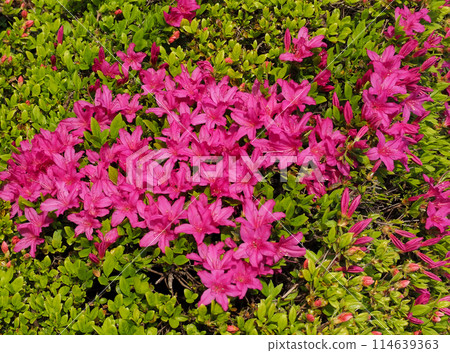 粉紅色的杜鵑花 粉紅色的杜鵑花 114639363