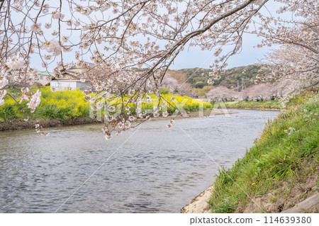 靜岡縣牧之原市勝俁川沿岸櫻花盛開的景色 靜岡縣牧之原市勝俁川沿岸櫻花盛開的景色 114639380