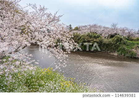 靜岡縣牧之原市勝俁川沿岸櫻花樹的風景 114639381