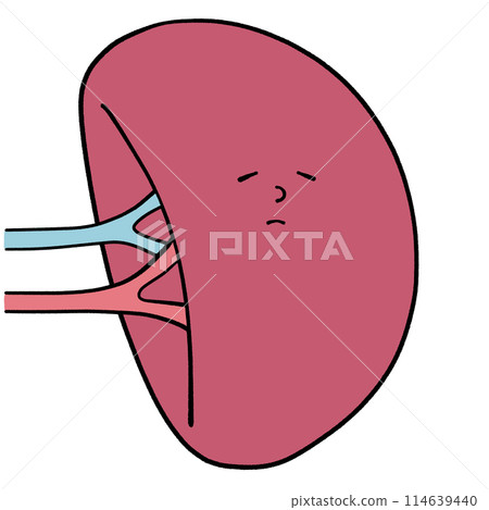 Illustration of an unhealthy spleen 114639440