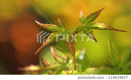 Mountain maple (new buds, budding, beautiful autumn leaves, yellow leaves, image) 114639657