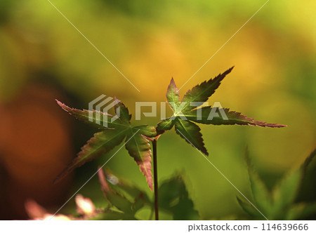 Mountain maple (new buds, budding, beautiful autumn leaves, yellow leaves, image) Mountain maple (new buds, budding, beautiful autumn leaves, yellow leaves, image) 114639666