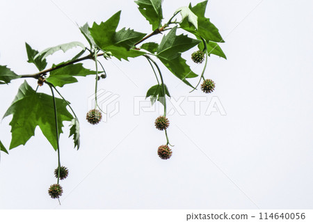 Morioka City, Iwate Prefecture, Iwate University Faculty of Agriculture, Platanus fruit Bell-like Suzukake fruit 114640056