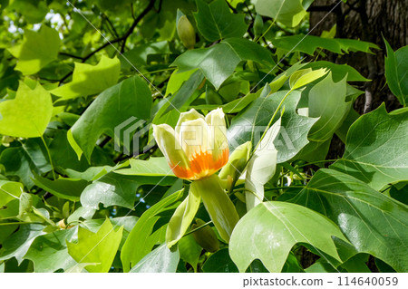 Beautiful lamp-like flowers of the tulip tree at the Faculty of Agriculture of Iwate University in Morioka, Iwate Prefecture 114640059