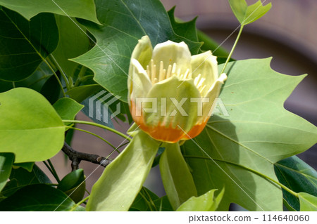 Beautiful lamp-like flowers of the tulip tree at the Faculty of Agriculture of Iwate University in Morioka, Iwate Prefecture Beautiful lamp-like flowers of the tulip tree at the Faculty of Agriculture of Iwate University in Morioka, Iwate Prefecture 114640060