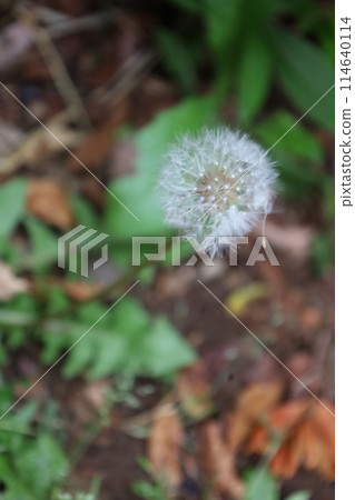柔軟的蒲公英在土壤中茁壯成長 114640114