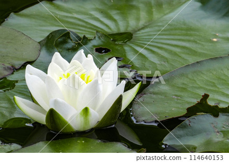 岩手縣盛岡市岩手大學農學院校園池塘裡的白睡蓮 岩手縣盛岡市岩手大學農學院校園池塘裡的白睡蓮 114640153