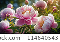 Close-up Pink peony flowers floral shop concept 114640543