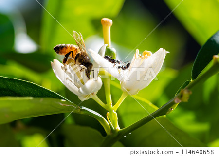 Pollinating bee among orange blossoms. 114640658