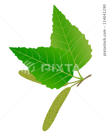 Green birch bud and leaves isolated on a white background. Green birch bud and leaves isolated on a white background. 114641290
