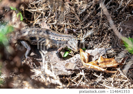 A lizard in the bright spring sunshine among the vegetable beds in the garden. A lizard in the bright spring sunshine among the vegetable beds in the garden. 114641353