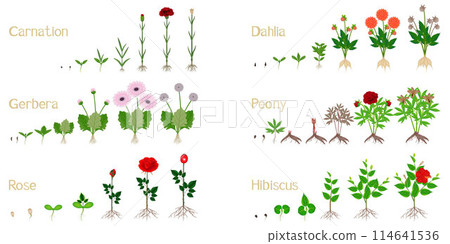 Set of growth cycles of flowers on a white background. 114641536