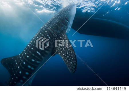 Whale shark eating plankton in tropical sea. Giant Whale shark swim underwater 114641549