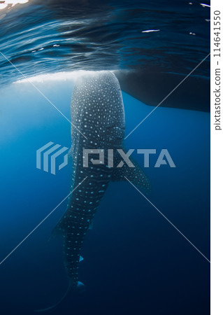 Adult whale shark underwater in ocean. Large shark swimming underwater 114641550